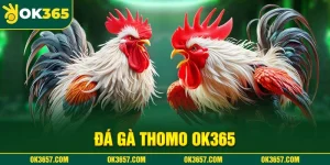 Đá Gà Thomo Ok365 - Top 4 Loại Hình Chọi Kê Cực Đỉnh 2025