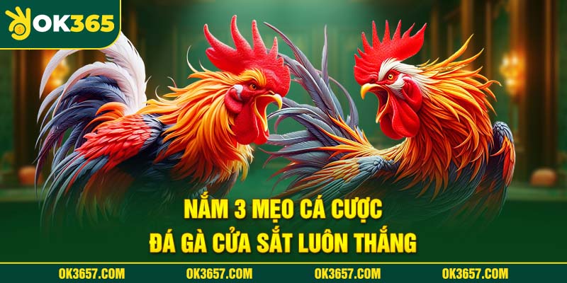 Mẹo chơi thắng Đá gà cựa sắt là gì?