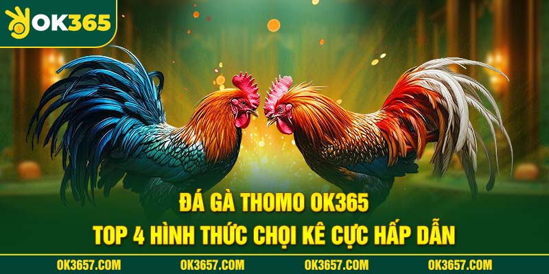 Đá gà Thomo Ok365 kịch tính trong từng trận đấu